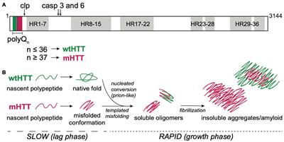 Hunting for the cause: Evidence for prion-like mechanisms in Huntington’s disease